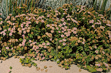 APII jpeg image of Pimelea ferruginea  © contact APII