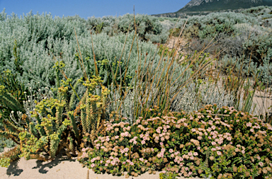 APII jpeg image of Pimelea ferruginea  © contact APII