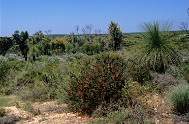 APII jpeg image of Xanthorrhoea preissii  © contact APII