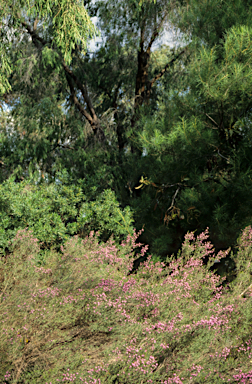 APII jpeg image of Leptospermum erubescens  © contact APII