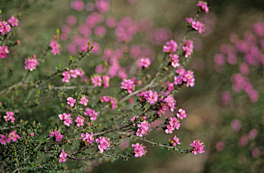 APII jpeg image of Leptospermum erubescens  © contact APII