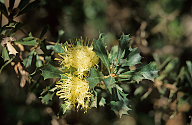 APII jpeg image of Banksia praemorsa  © contact APII