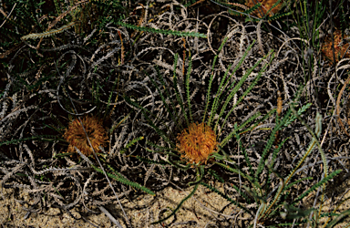 APII jpeg image of Banksia nivea  © contact APII