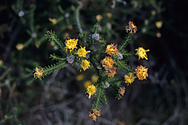 APII jpeg image of Petrophile ericifolia  © contact APII