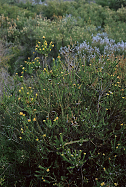 APII jpeg image of Petrophile ericifolia  © contact APII