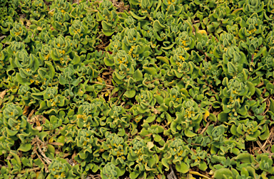 APII jpeg image of Tetragonia decumbens  © contact APII