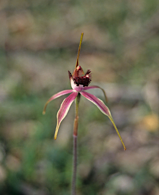 APII jpeg image of Caladenia arenicola  © contact APII