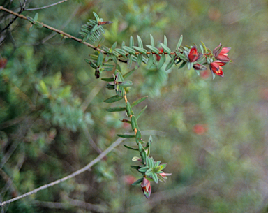 APII jpeg image of Darwinia citriodora  © contact APII