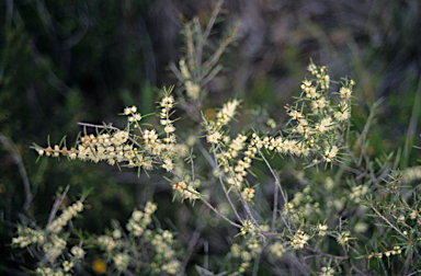 APII jpeg image of Hypocalymma angustifolium  © contact APII