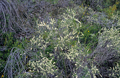 APII jpeg image of Hypocalymma angustifolium  © contact APII