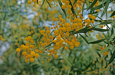 APII jpeg image of Acacia saligna  © contact APII