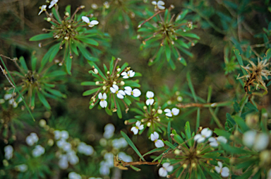 APII jpeg image of Stylidium adnatum  © contact APII