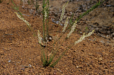 APII jpeg image of Stackhousia monogyna  © contact APII