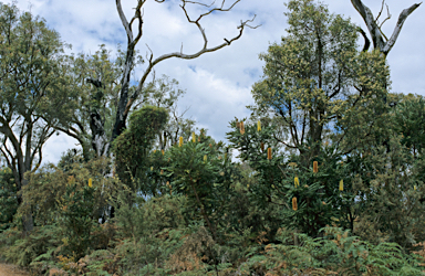 APII jpeg image of Banksia grandis  © contact APII