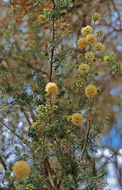 APII jpeg image of Kunzea ericifolia  © contact APII