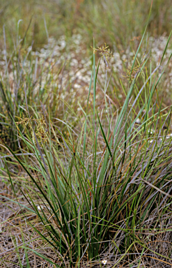 APII jpeg image of Lepidosperma viscidum  © contact APII