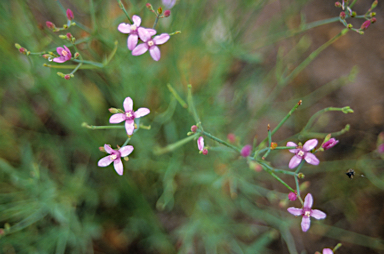 APII jpeg image of Boronia crenulata  © contact APII