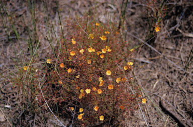 APII jpeg image of Hibbertia stellaris  © contact APII