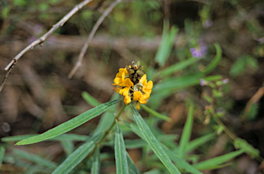 APII jpeg image of Callistachys lanceolata  © contact APII