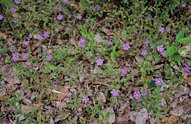 APII jpeg image of Scaevola calliptera  © contact APII