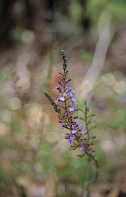 APII jpeg image of Stylidium violaceum  © contact APII