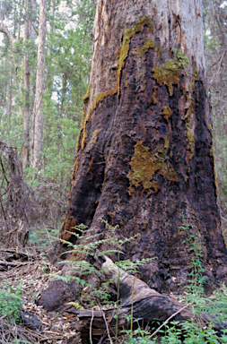 APII jpeg image of Eucalyptus diversicolor  © contact APII