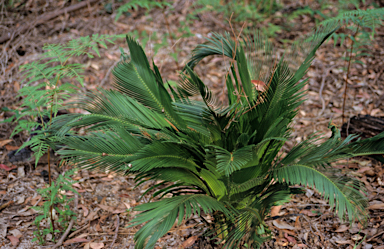 APII jpeg image of Macrozamia riedlei  © contact APII