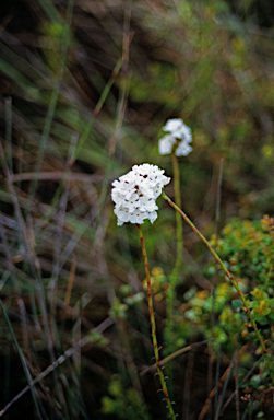 APII jpeg image of Sphenotoma gracilis  © contact APII