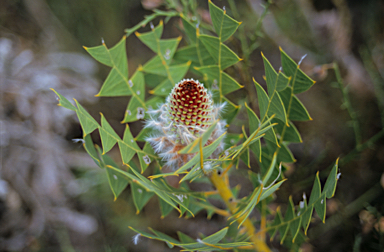 APII jpeg image of Banksia baxteri  © contact APII