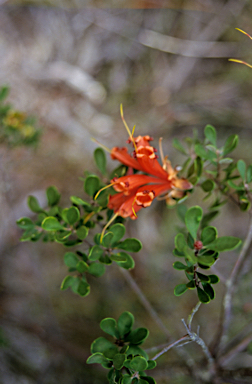 APII jpeg image of Lambertia inermis  © contact APII