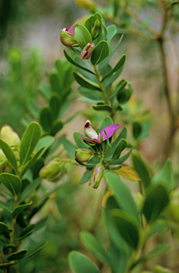 APII jpeg image of Polygala myrtifolia  © contact APII