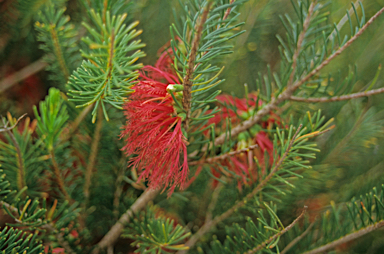 APII jpeg image of Calothamnus pinifolius  © contact APII