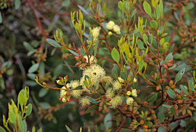 APII jpeg image of Eucalyptus preissiana  © contact APII