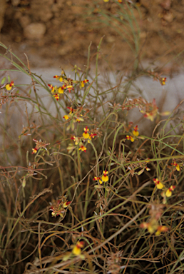 APII jpeg image of Bossiaea praetermissa  © contact APII