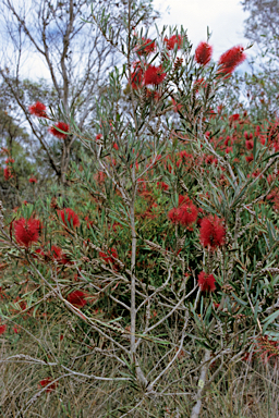 APII jpeg image of Callistemon phoeniceus  © contact APII