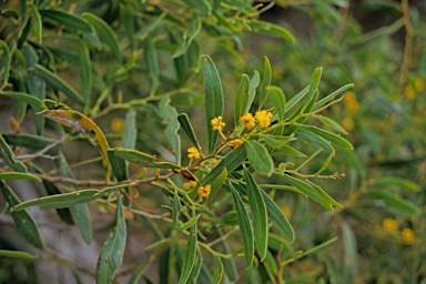 APII jpeg image of Acacia rostellifera  © contact APII