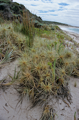 APII jpeg image of Spinifex hirsutus  © contact APII