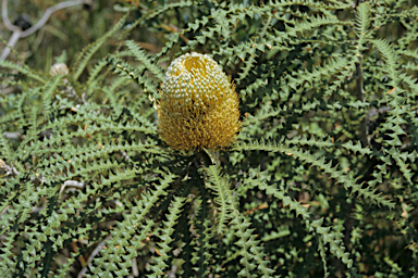 APII jpeg image of Banksia speciosa  © contact APII