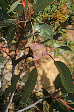 APII jpeg image of Eucalyptus tetraptera  © contact APII