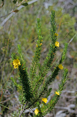 APII jpeg image of Hibbertia mucronata  © contact APII