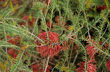 APII jpeg image of Calothamnus pinifolius  © contact APII