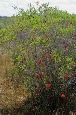 APII jpeg image of Melaleuca lateritia  © contact APII