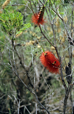 APII jpeg image of Melaleuca lateritia  © contact APII