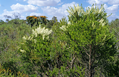 APII jpeg image of Melaleuca lanceolata  © contact APII