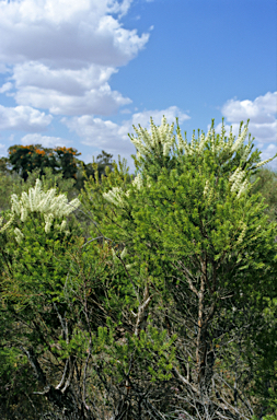 APII jpeg image of Melaleuca lanceolata  © contact APII