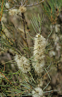 APII jpeg image of Melaleuca teretifolia  © contact APII