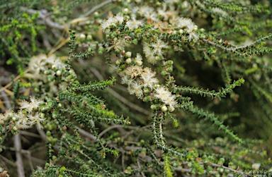 APII jpeg image of Melaleuca cardiophylla  © contact APII