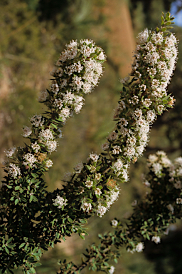 APII jpeg image of Hakea ruscifolia  © contact APII