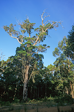 APII jpeg image of Eucalyptus diversicolor  © contact APII