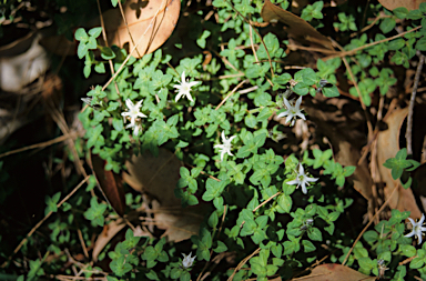 APII jpeg image of Orianthera serpyllifolia  © contact APII